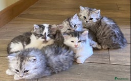 Mixed Breed cats for sale: Beautiful fluffy kittens  - Image 1