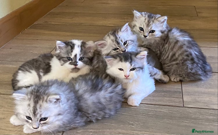 Mixed Breed cats - Advert 3