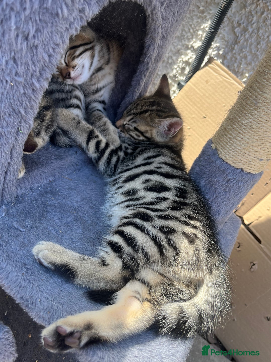 Bengal cats for sale: Bengal kittens 1 MALE REMAINING!! Ready now! - Image 8