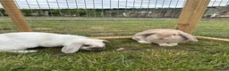 English Lop rabbits for sale: 2 female English lops - Advert 2