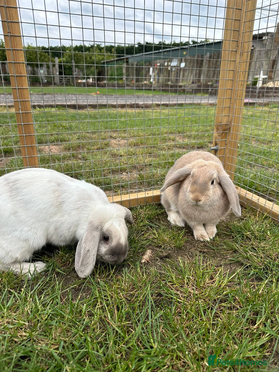 English Lop rabbits for sale: 2 female English lops - Advert 2