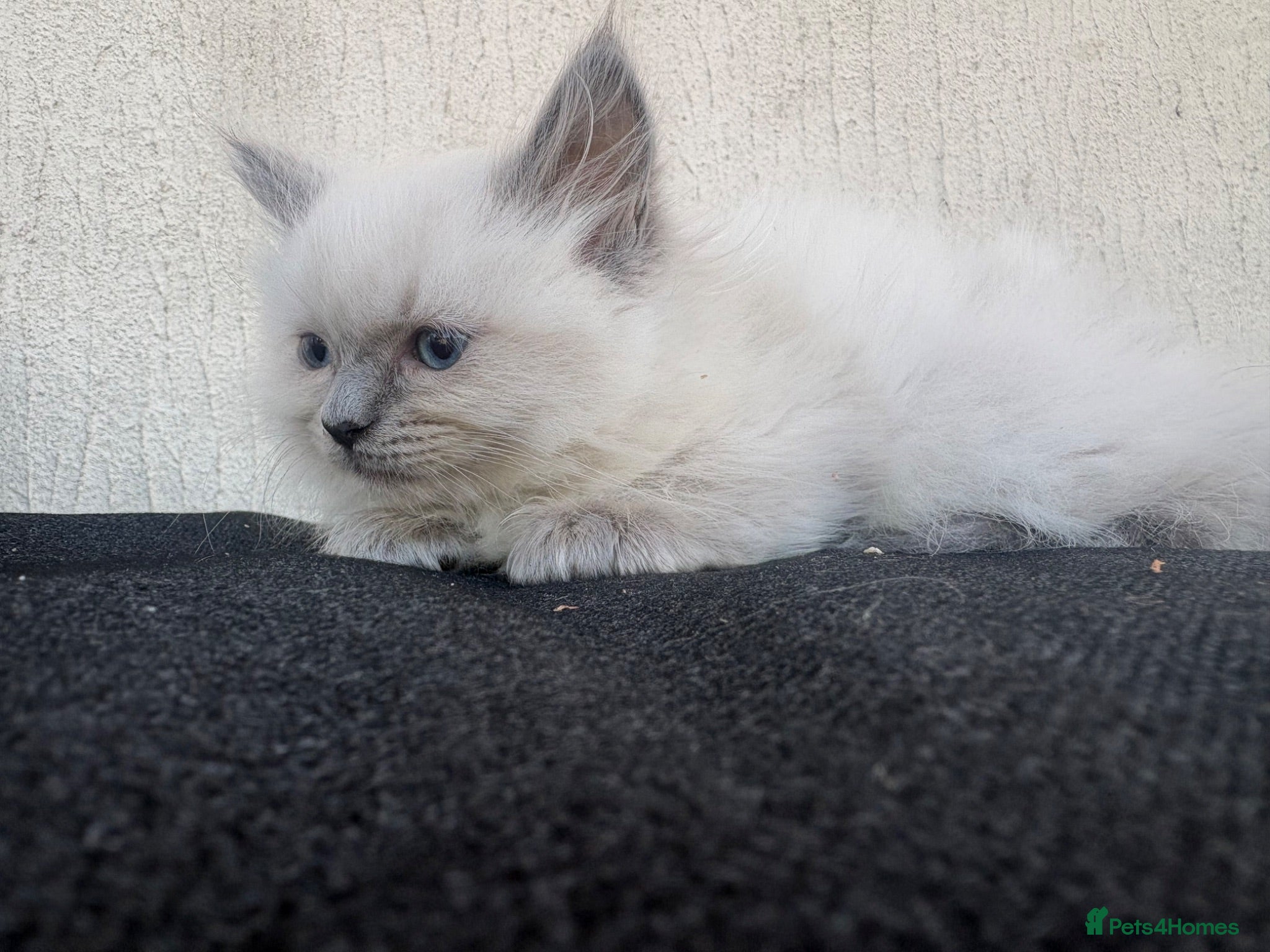 Ragdoll cats Pure ragdoll kittens  - Advert 2