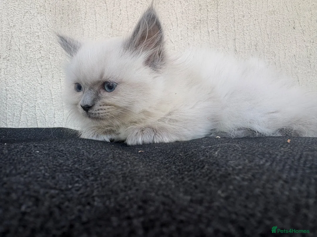 Ragdoll cats for sale: Pure ragdoll kittens  - Advert 1
