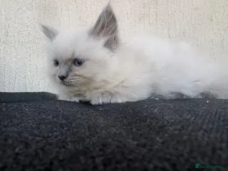 Ragdoll cats Pure ragdoll kittens - Advert 2