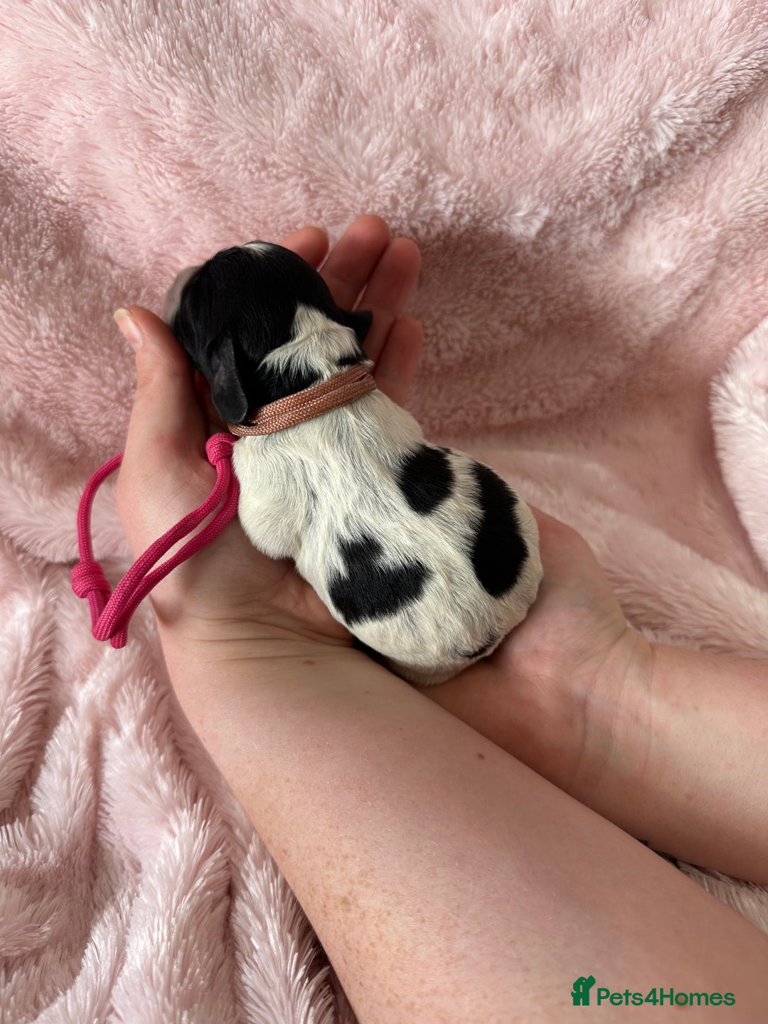 Cocker Spaniel dogs for sale: Cocker Spaniel Pups - Solid & Roan - Farlavale - Advert 25