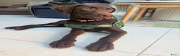 Labrador Retriever dogs for sale: Winston – 6-Month-Old Chocolate Labrador in Addlestone - Advert 2