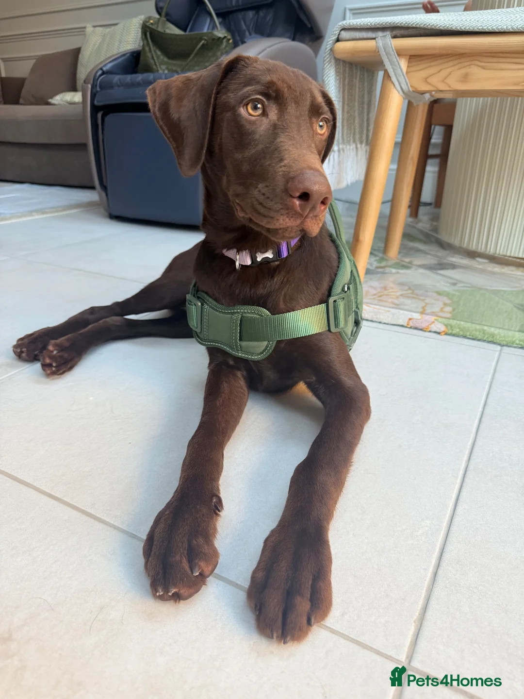 Labrador Retriever dogs for sale: Winston – 6-Month-Old Chocolate Labrador in Addlestone - Advert 2