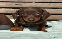 Miniature Dachshund dogs for sale: Exceptional miniature dachshund puppies - Image 6