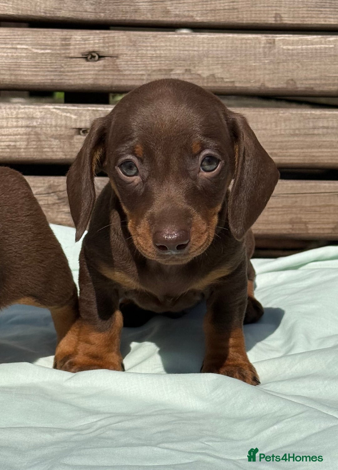 Miniature Dachshund dogs for sale: Exceptional miniature dachshund puppies - Image 6
