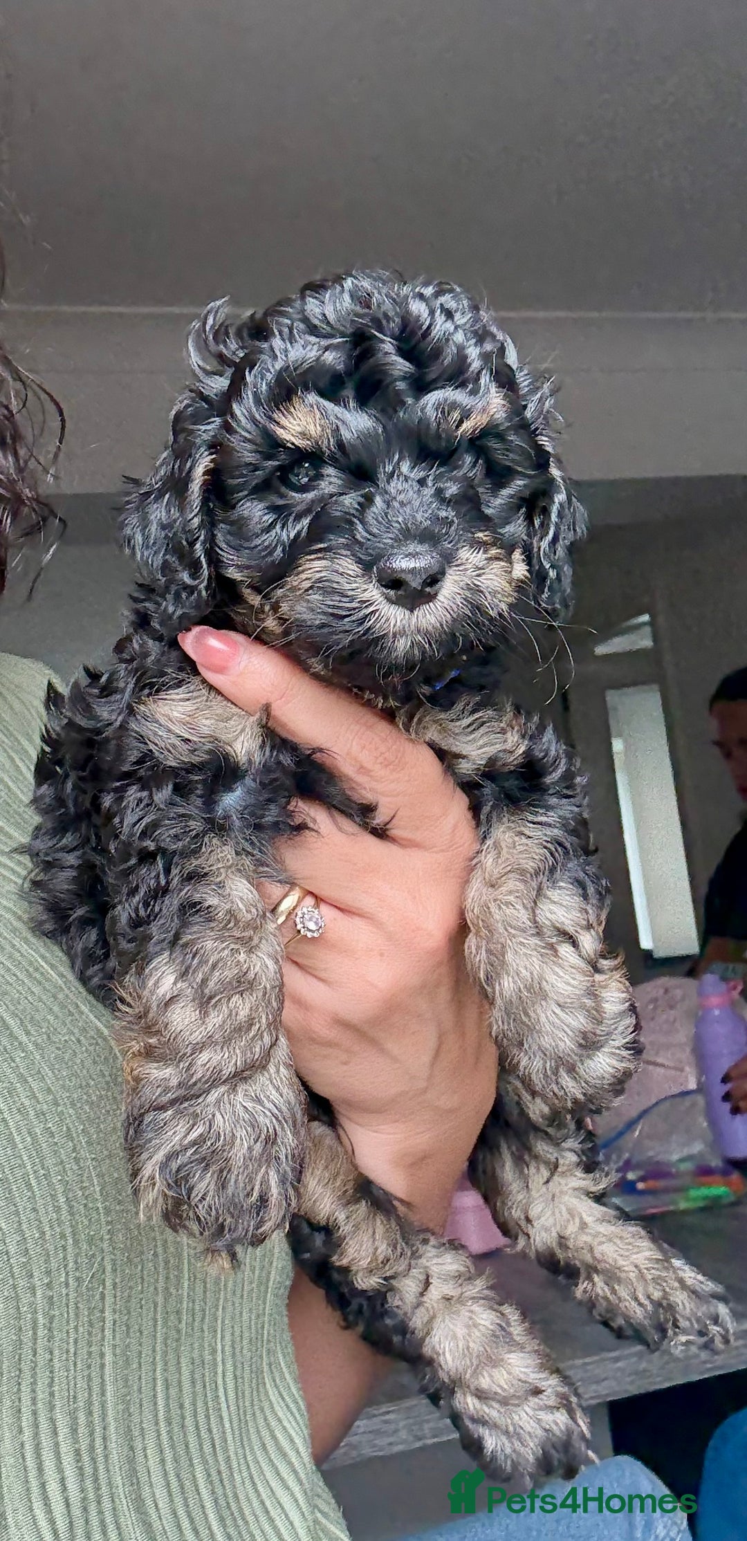Cavapoo dogs for sale: Adorable F1b toy Cavapoo puppies ready to reserve - Image 12