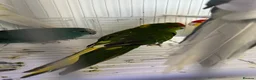 Mixed Breed birds for sale: Kakarikis  - Advert 6