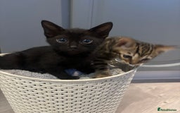 Bengal cats for sale: Black and charcoal Bengal kittens  - Image 2