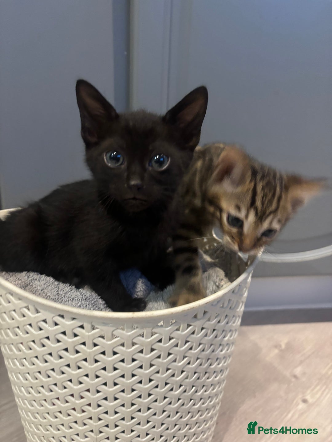 Bengal cats for sale: Black and charcoal Bengal kittens  - Image 2