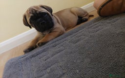 Bullmastiff dogs for sale: K.c registered Bullmastiff puppies  - Image 10