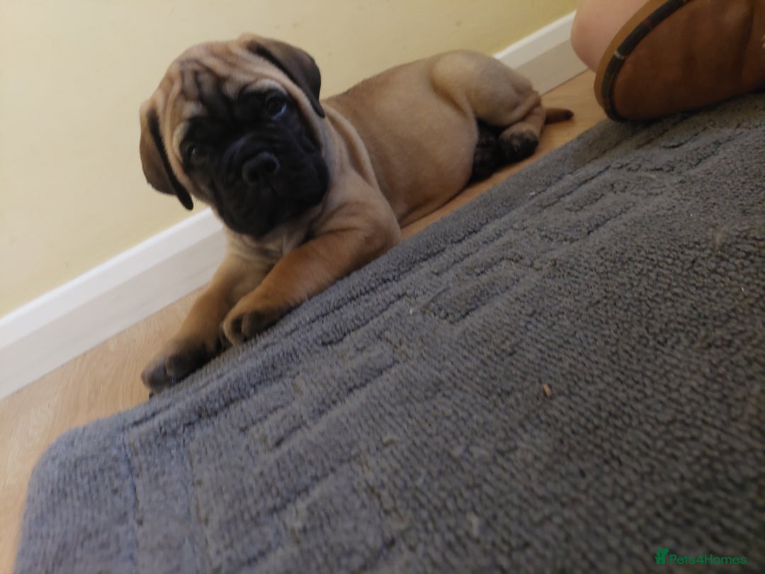 Bullmastiff dogs for sale: K.c registered Bullmastiff puppies  - Image 10