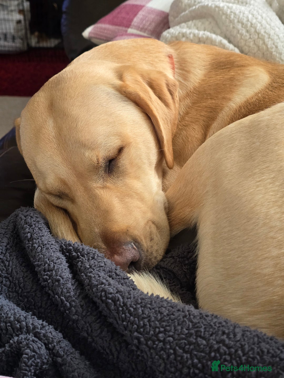 Labrador Retriever dogs for sale: Benny - Advert 2