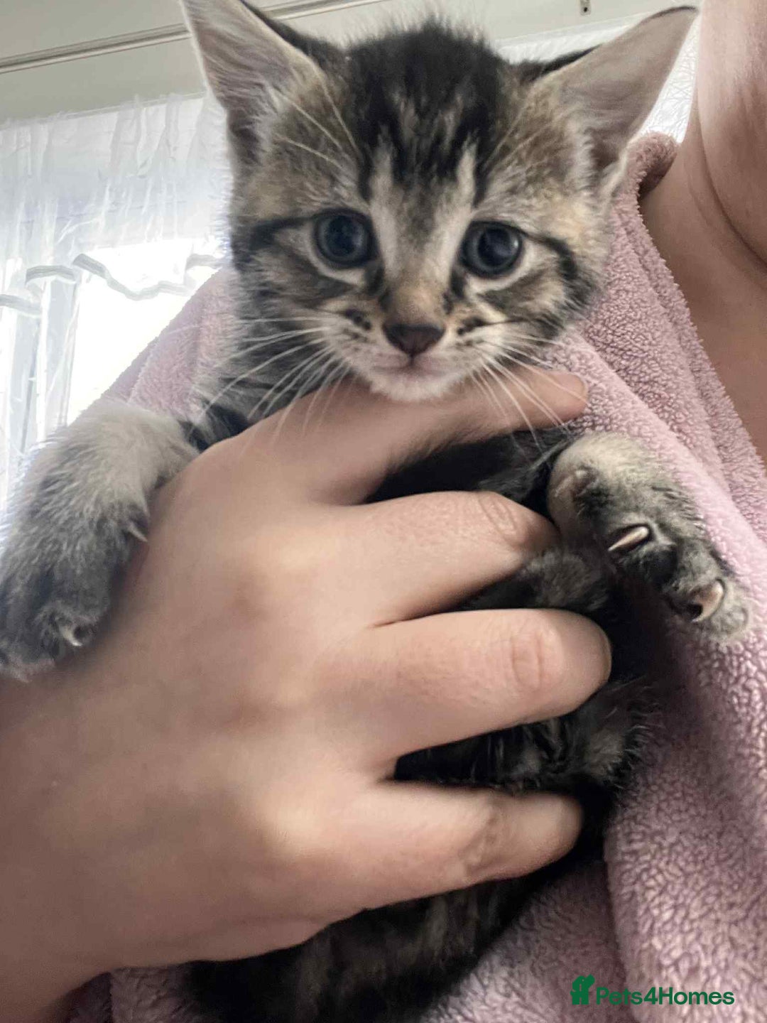 European cats for sale: Taby male kittens ready now - Advert 16