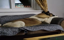Akita dogs for sale: ✨🐕 Akita Brothers Seeking Their Forever Homes! 🐕 - Image 8