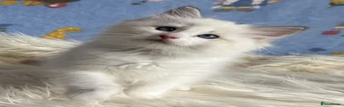 Ragdoll 4