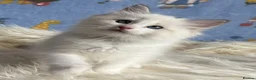 Ragdoll cats for sale: 🐾 Beautiful Ragdoll Kittens for Sale 🐾 - Advert 17