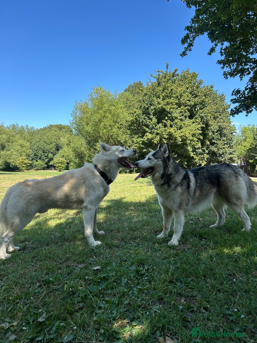 Siberian Husky dogs for sale: Siberian husky puppies  - Image 18