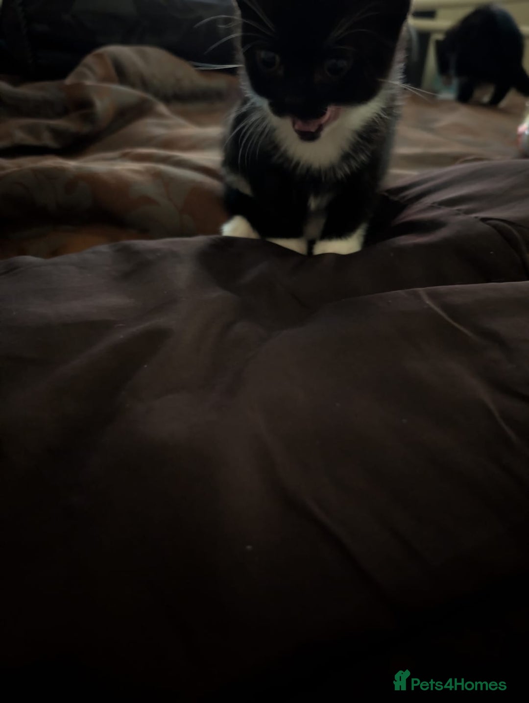 British Shorthair cats for sale: 2 male kittens ready for their new home - Advert 12