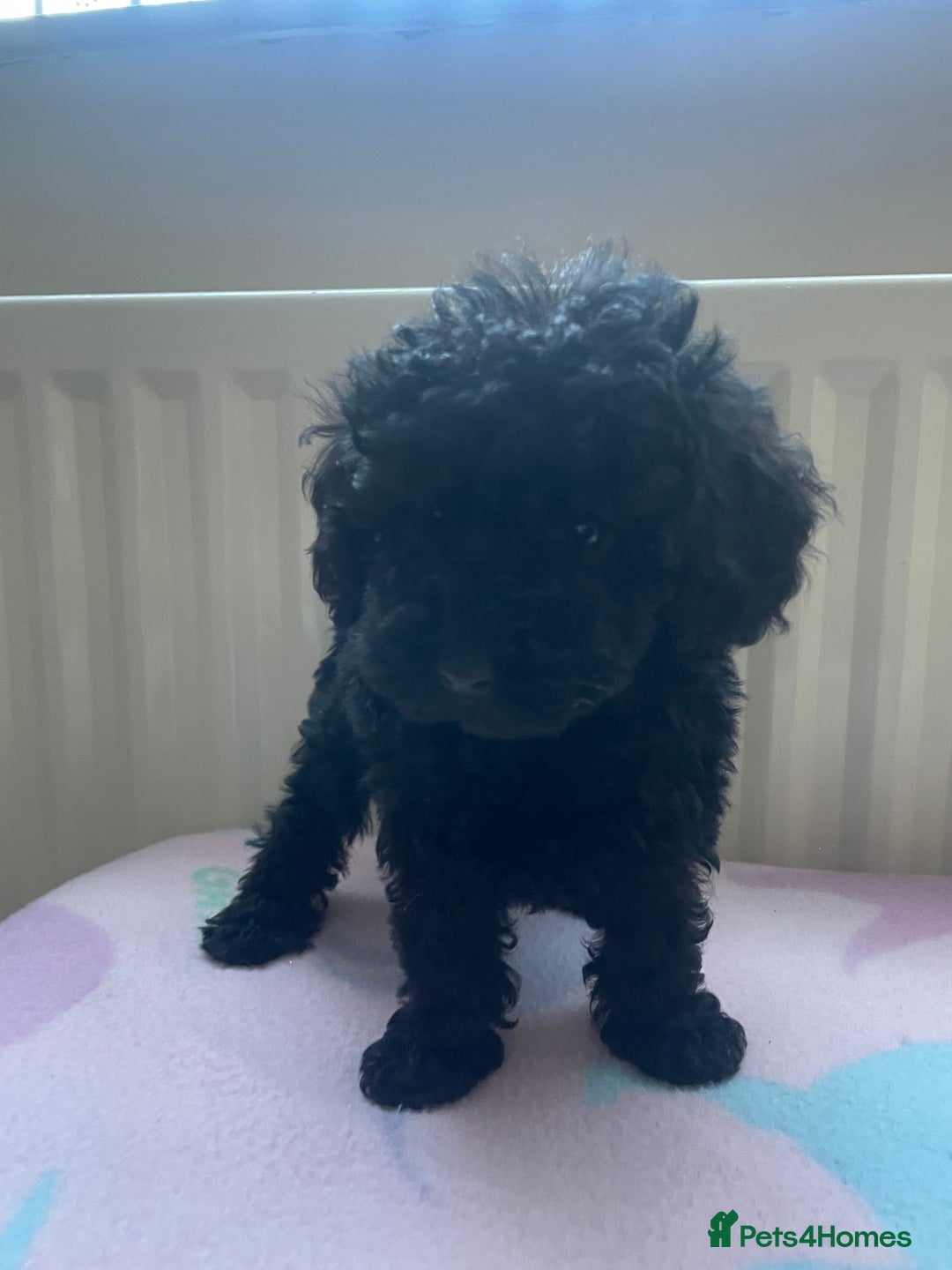 Toy Poodle dogs for sale: Stunning black toy poodle girl  - Advert 6