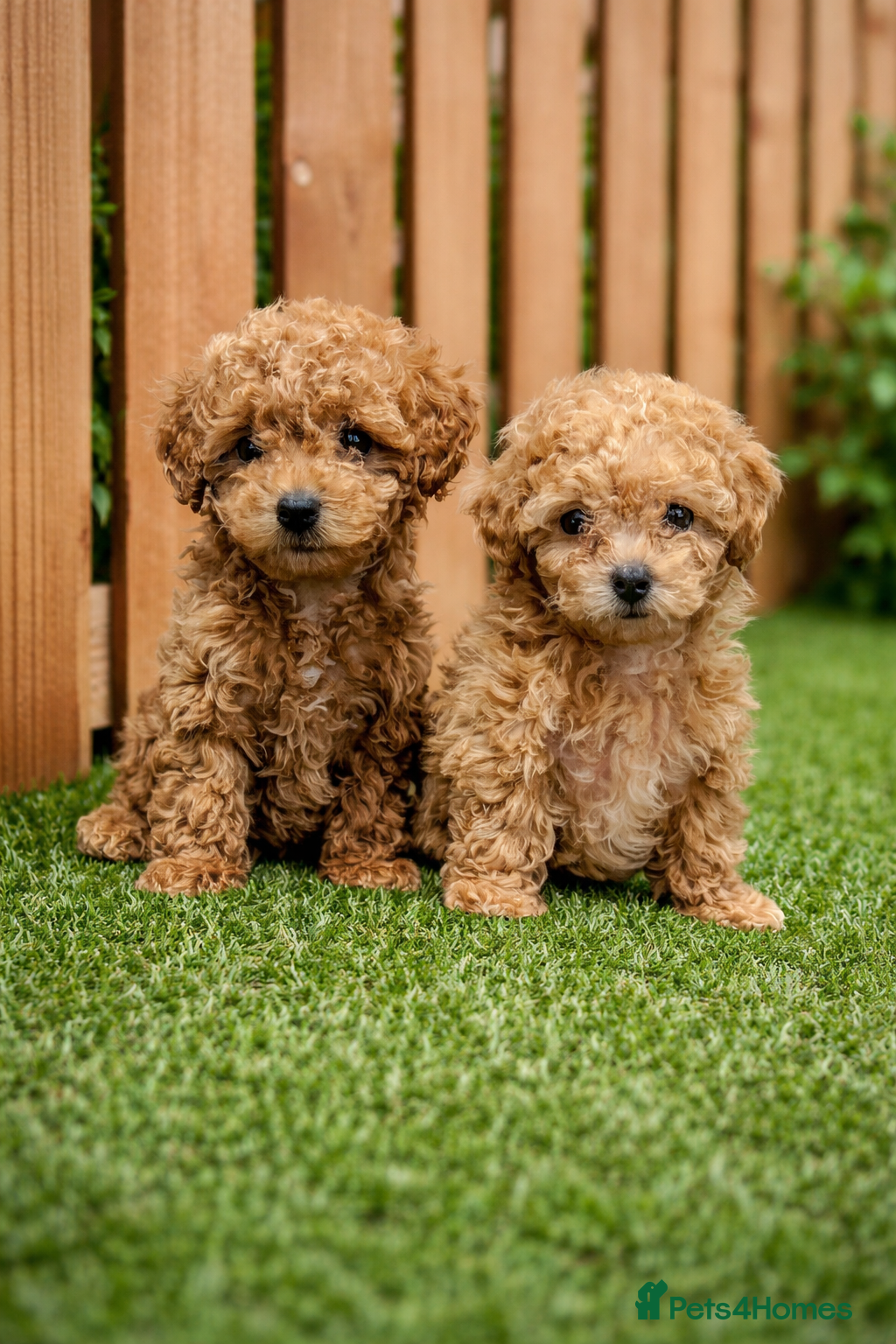 Mixed Breed dogs 🐩Asian Line Poodles- Ready To Leave 🐩  - Advert 14