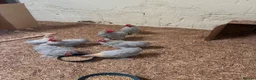 Chickens poultry for sale: Lavender Pekin Batamns in Alford - Advert 1