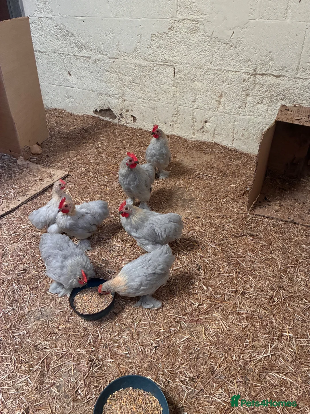 Chickens poultry for sale: Lavender Pekin Batamns in Alford - Advert 1