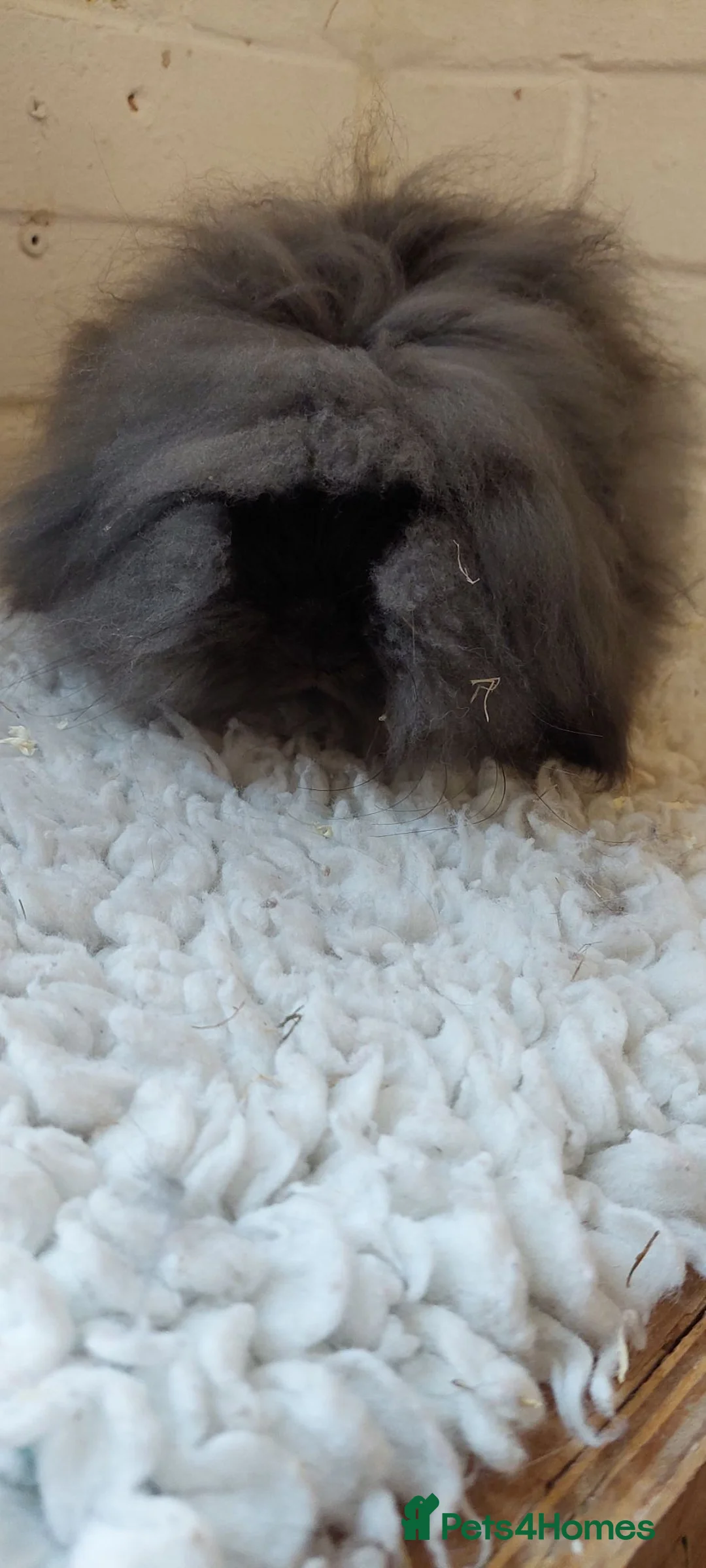 Mini Lion Lop rabbits for sale: Young Dm mini lionlop sable buck  - Advert 7