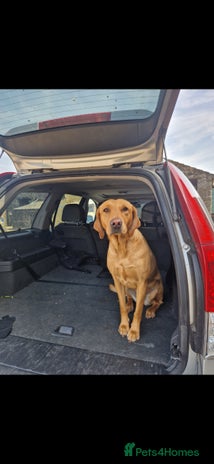 Labrador Retriever dogs - Advert 2