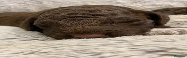 Lagotto Romagnolo 3