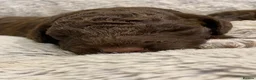 Lagotto Romagnolo dogs for sale: Lagotto Romagnolo puppies  - Advert 14