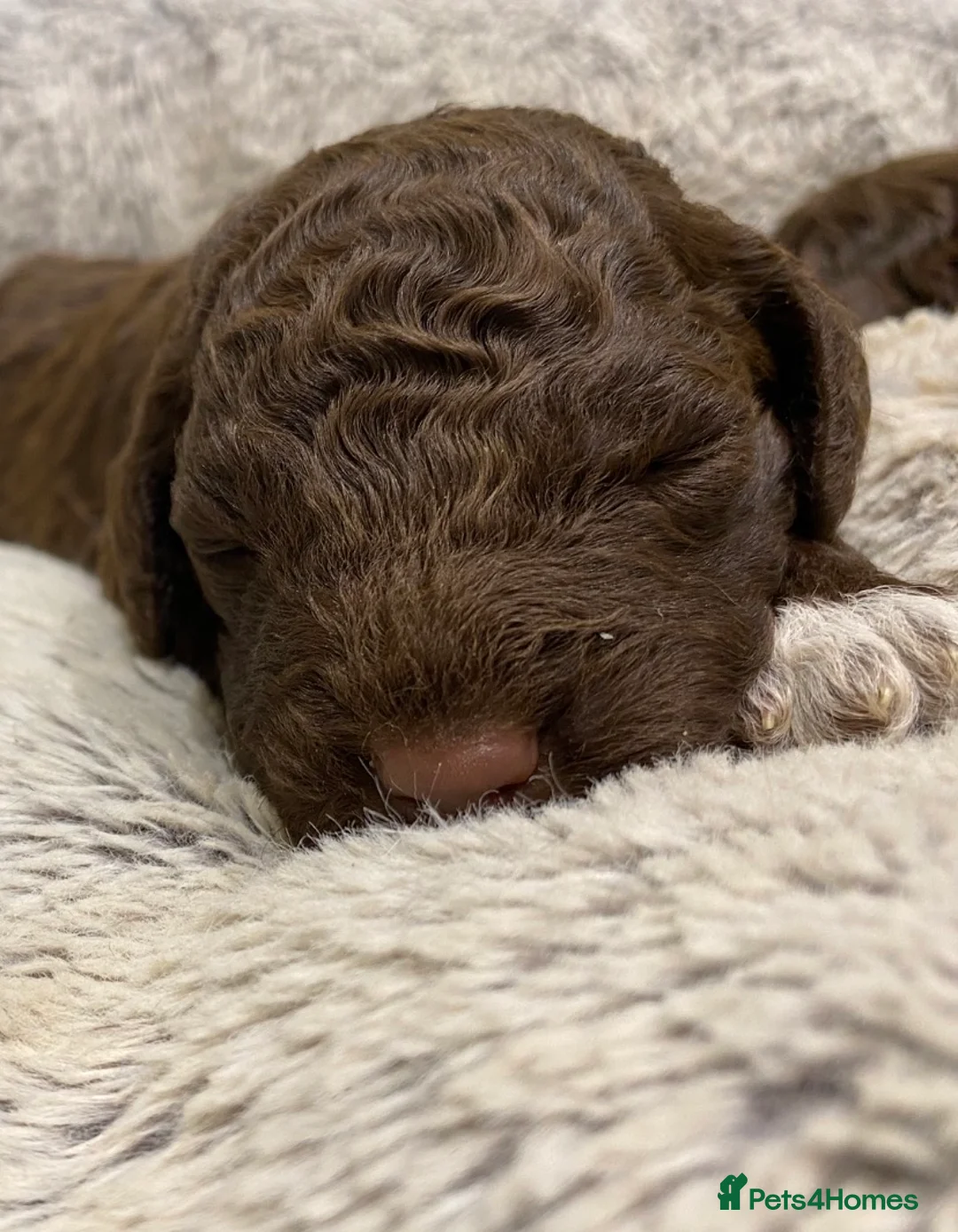 Lagotto Romagnolo dogs for sale: Lagotto Romagnolo puppies  - Advert 14