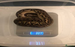 Python Snake reptiles for sale: Various ball pythons  - Image 2