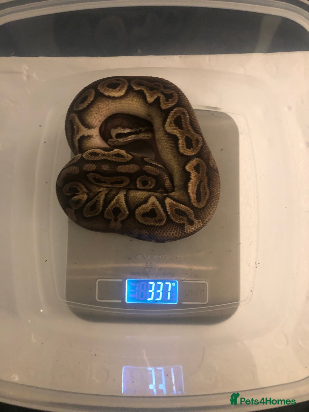 Python Snake reptiles for sale: Various ball pythons  - Image 2
