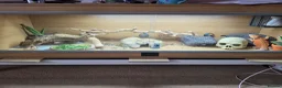 Bearded Dragon reptiles for sale: Bearded Dragon  in Bridgnorth - Advert 7