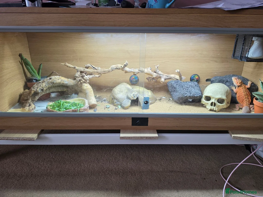 Bearded Dragon reptiles for sale: Bearded Dragon  in Bridgnorth - Advert 7