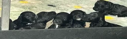 Cockapoo dogs for sale: F1 Cockapoo puppies (from health tested parents) - Advert 11