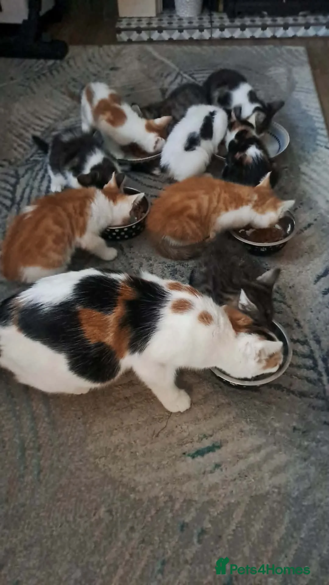 Mixed Breed cats for sale: Litter of lovely kittens available now - Advert 15