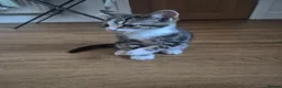 Mixed Breed cats for sale: Kittens for sale - Advert 11