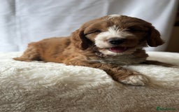 Labradoodle dogs for sale: Labradoodle  - Image 2