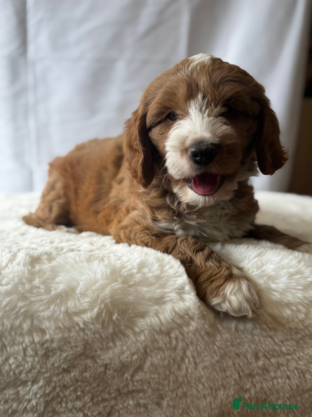 Labradoodle dogs for sale: Labradoodle  - Image 2