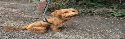 Cockapoo dogs for sale: Beautiful Male Cockapoo for sale - Advert 3