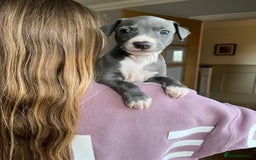 Italian Greyhound dogs for sale: 🐾kc registered Italian greyhound puppies 🐾 - Image 10