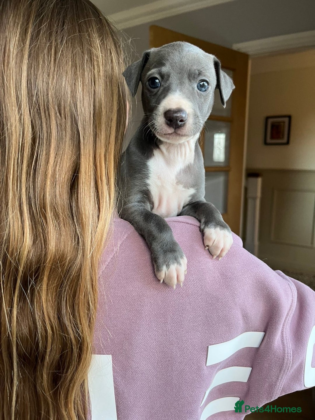Italian Greyhound dogs for sale: 🐾kc registered Italian greyhound puppies 🐾 - Image 10