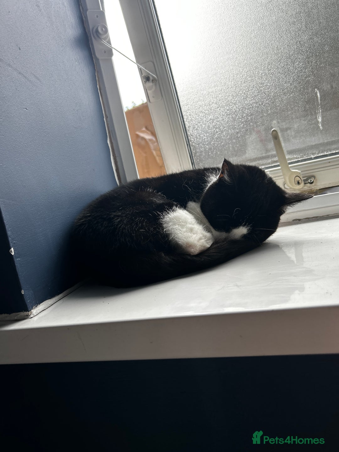 Mixed Breed cats for sale: Luna for rehoming - Image 5