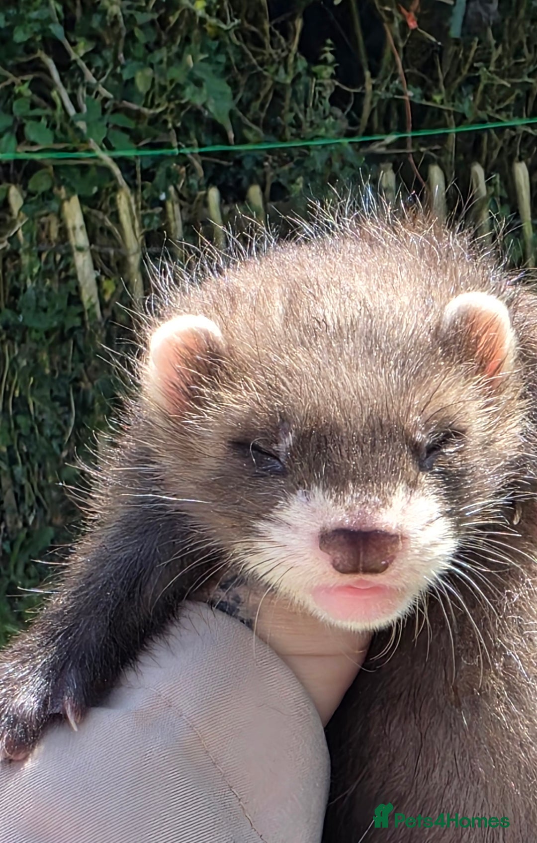 Ferret rodents for sale: Ferret kits (EU x ANGORA, and Standard) - Image 1