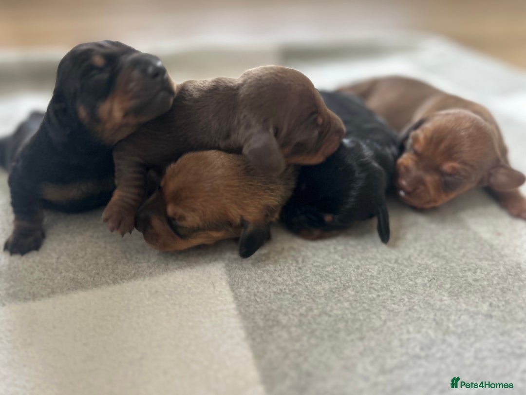Miniature Dachshund dogs for sale: 1 left KC, PRA Clear, miniature dachshund pups  - Image 6